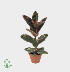 Ficus El Belize