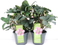 Helleborus Angel Glow