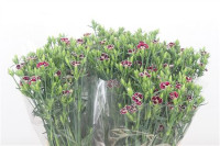 Dianthus Raffine Holland
