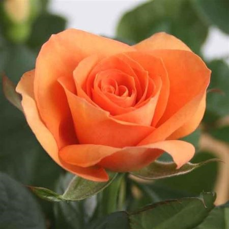 Rosa Bm Salmon (grower)