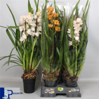 Cymbidium Minty 1-tak 12/40