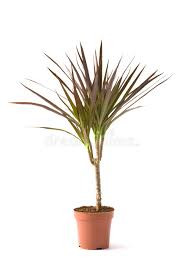 Dracaena Fragrance Mass Coast 11/45