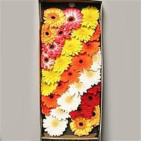 Gerbera Mini Elite Mix X30 Holland
