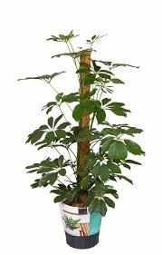 Schefflera Ar Compacta Stam 19/80