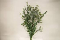 Eucalipt Cinerea RED