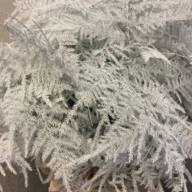 Asparagus Wild Snow White Biologica - Asparagus White 40 sm