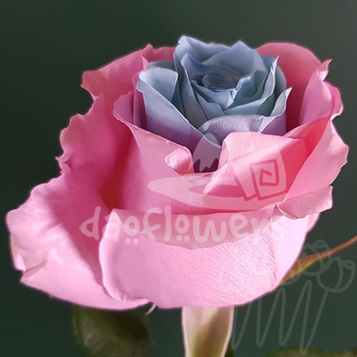 PX-17 Igt blue pink PNT 60 sm Ecuador (крашенный)