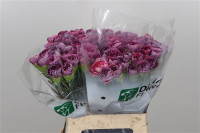 Dianthus Hypnosis Col Holland