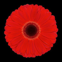 Gerbera Mini Leando X 30 Holland