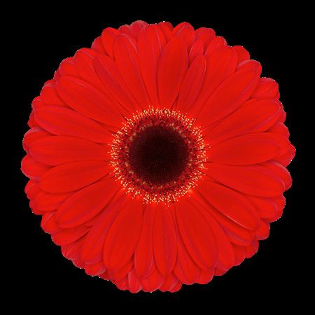 Gerbera Mini Leando X 30 Holland