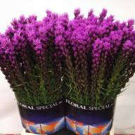 Leucadendron Laurel Yellow - liatris