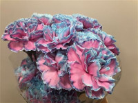 Dianthus Bubblegum Holland X20