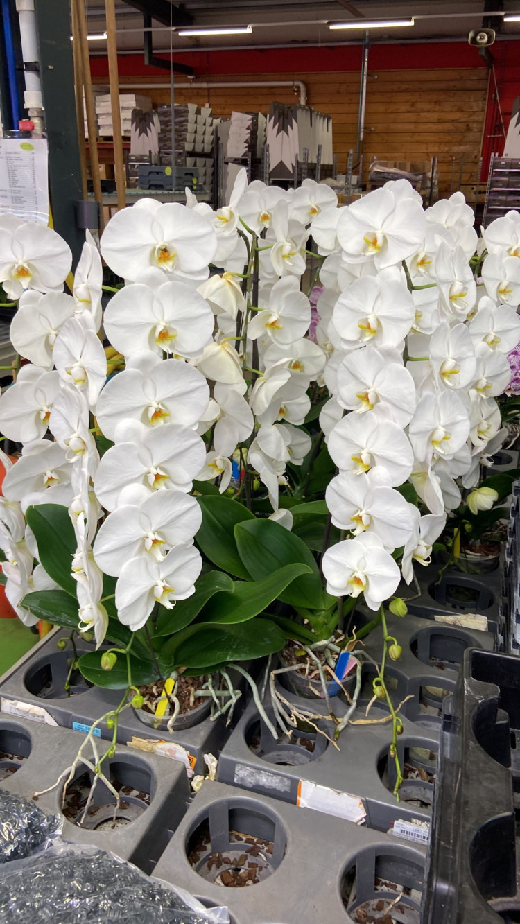 Phal 1/2-tak Funda Mix 12/50