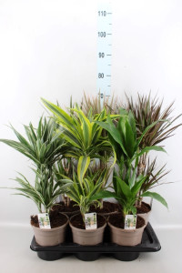 Dracaena De Ov Mix 17/60