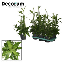 Dracaena Marginata 1 Stam 12/45