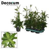 Dracaena Marginata 1 Stam 12/45 - 1010885_v_t5