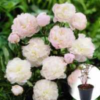 Paeonia Shir Templ 24/50