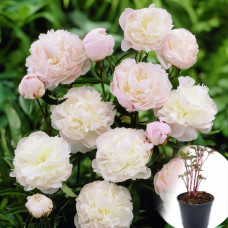 Paeonia Shir Templ 24/50