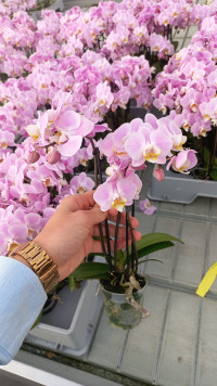 Phal 3-tak Sweety Roze 7/25