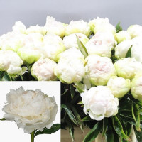 Paeonia Brother Chuck X10