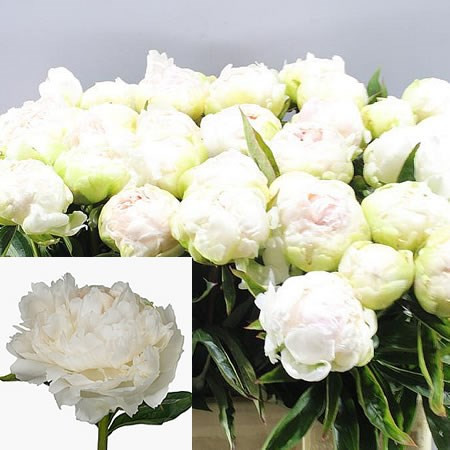 Paeonia Brother Chuck X10