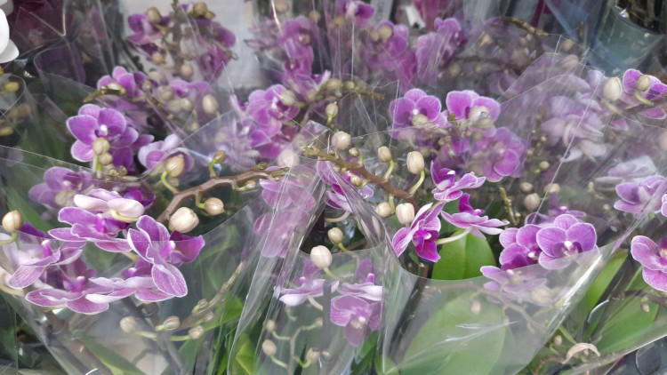 Phal 3-tak Violet Queen Opti-flor 12/50