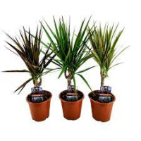 Drac Marginata 3 Mix Soorten 11/40