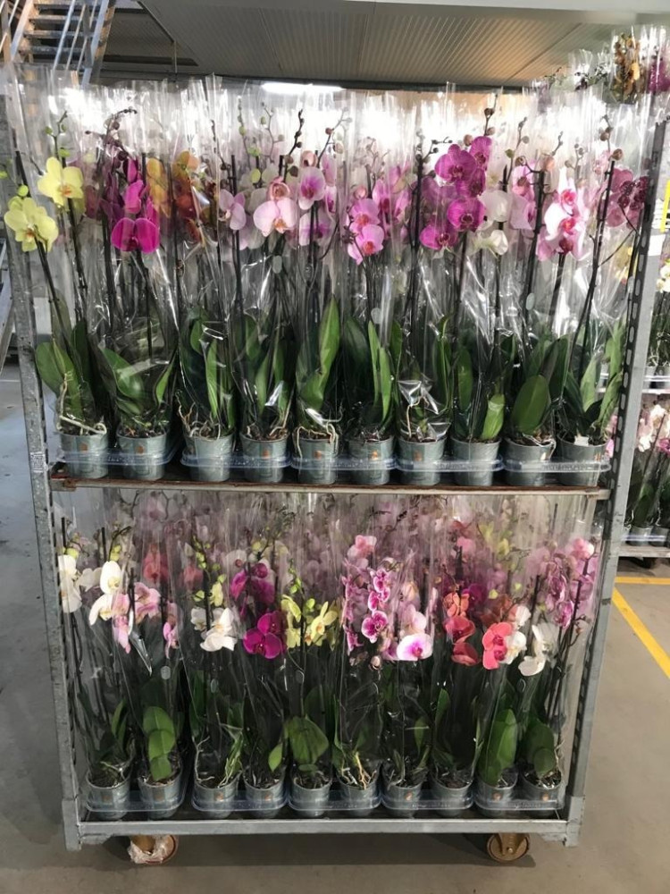 Phal 2-tak Mimesis Mix 12/80