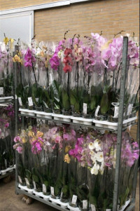 Phal 2-tak VG Mix 12/75