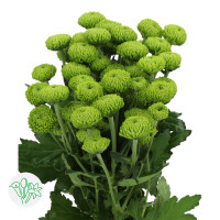 Chr T Deligreen X5