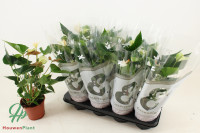 Anthurium Pr Alexia White 14/45