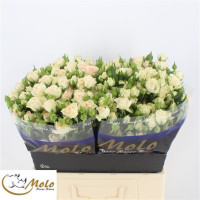 Spray Rosanella 60 sm