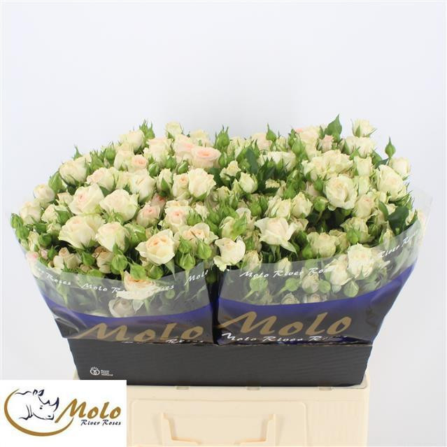 Spray Rosanella 60 sm