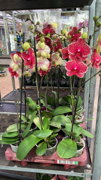 Phal 2-tak Sesame 12/50