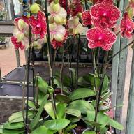 Phal 2-tak Sesame 12/50 - зображення_viber_2025-03-08_19-45-03-171