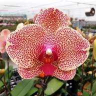 Phal 2-tak Sesame 12/50 - IMG-688875656e12c715626d5ff26b30c186-V