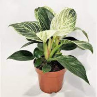 Philodendron Overig 12/40