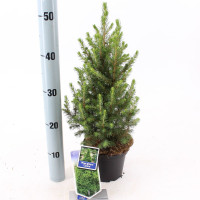 Picea Ab Conica 22/90