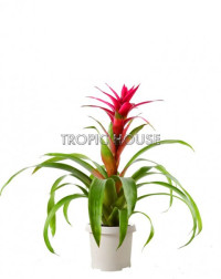 Guzmania Tropic 13/40