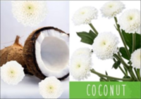 Chr T Coconut