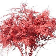 Asparagus Red 45 sm X 50