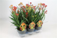 Anigozanthos Gemengd