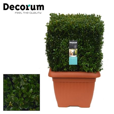 Buxus Blok 40x40-40