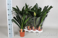 Clivia Mi 13/65