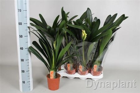 Clivia Mi 13/65