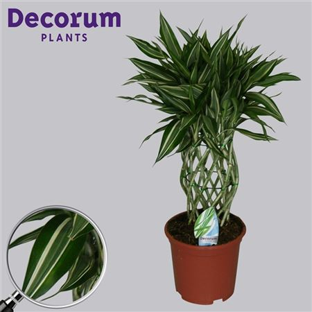 Dracaena Sandriana Victory