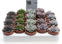 Echeveria 505/10