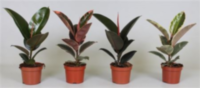 Ficus El Gemengd