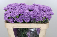 Dianthus Moonlite (donker) Holland