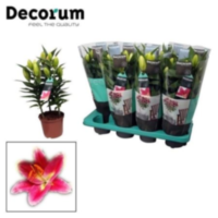 Lilium Oriental Reeleeze 13cm
